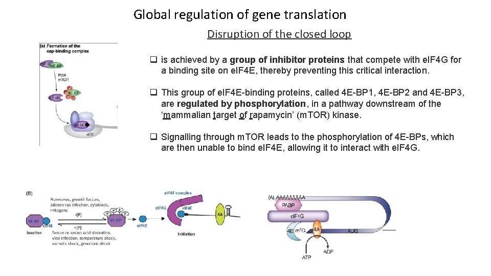 Global regulation of gene translation Disruption of the closed loop q is achieved by