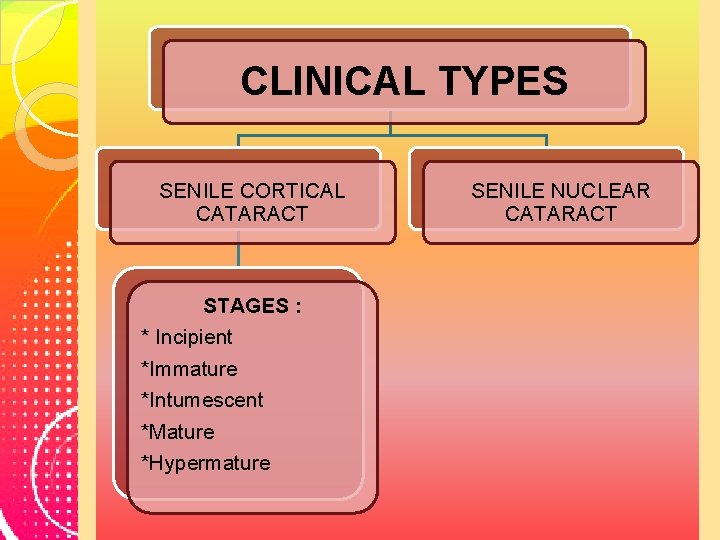 CLINICAL TYPES SENILE CORTICAL CATARACT STAGES : * Incipient *Immature *Intumescent *Mature *Hypermature SENILE