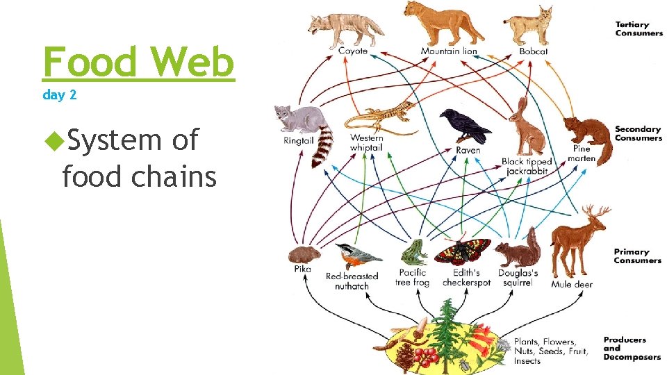 Food Web day 2 System of food chains Food Web day 2 System of food chains