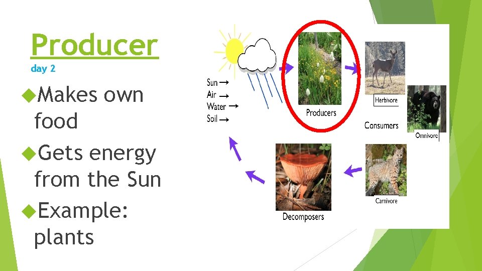 Producer day 2 Makes own food Gets energy from the Sun Example: plants Producer day 2 Makes own food Gets energy from the Sun Example: plants