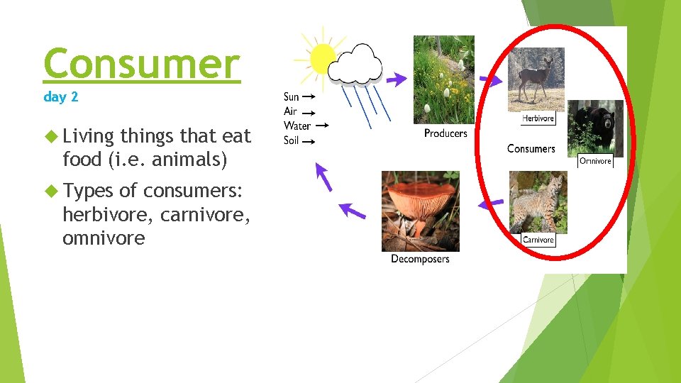 Consumer day 2 Living things that eat food (i. e. animals) Types of consumers: Consumer day 2 Living things that eat food (i. e. animals) Types of consumers: