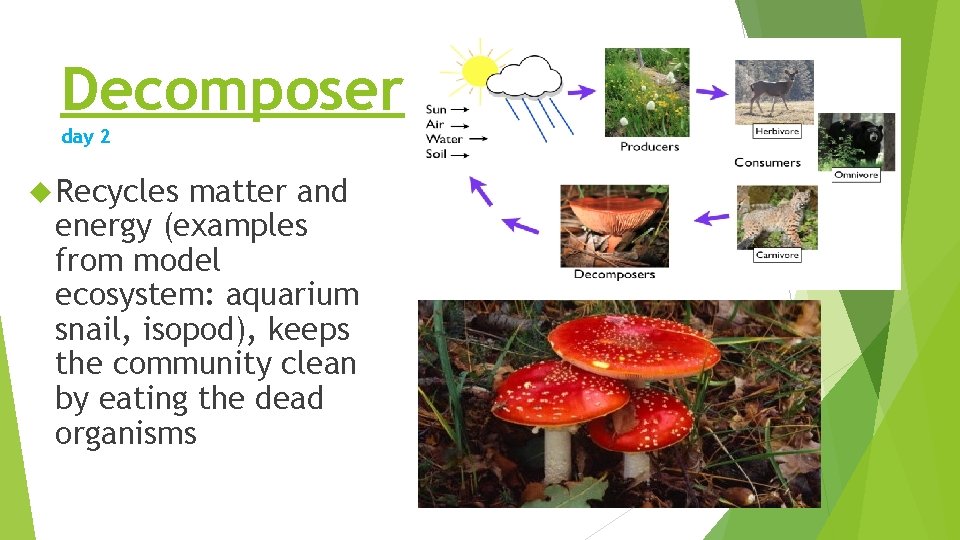 Decomposer day 2 Recycles matter and energy (examples from model ecosystem: aquarium snail, isopod), Decomposer day 2 Recycles matter and energy (examples from model ecosystem: aquarium snail, isopod),