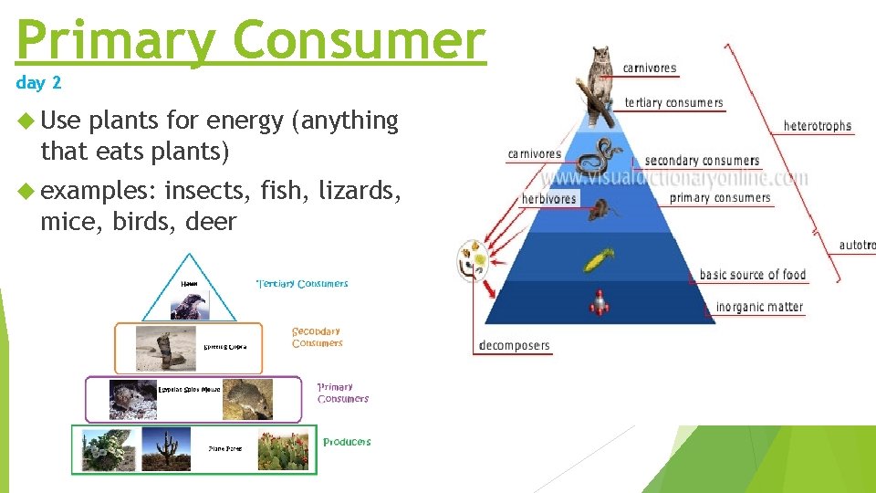 Primary Consumer day 2 Use plants for energy (anything that eats plants) examples: insects, Primary Consumer day 2 Use plants for energy (anything that eats plants) examples: insects,