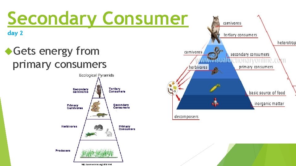 Secondary Consumer day 2 Gets energy from primary consumers Secondary Consumer day 2 Gets energy from primary consumers