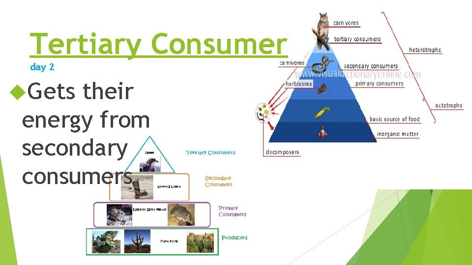 Tertiary Consumer day 2 Gets their energy from secondary consumers Tertiary Consumer day 2 Gets their energy from secondary consumers