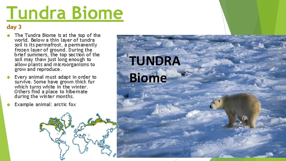 Tundra Biome day 3 The Tundra Biome is at the top of the world. Tundra Biome day 3 The Tundra Biome is at the top of the world.