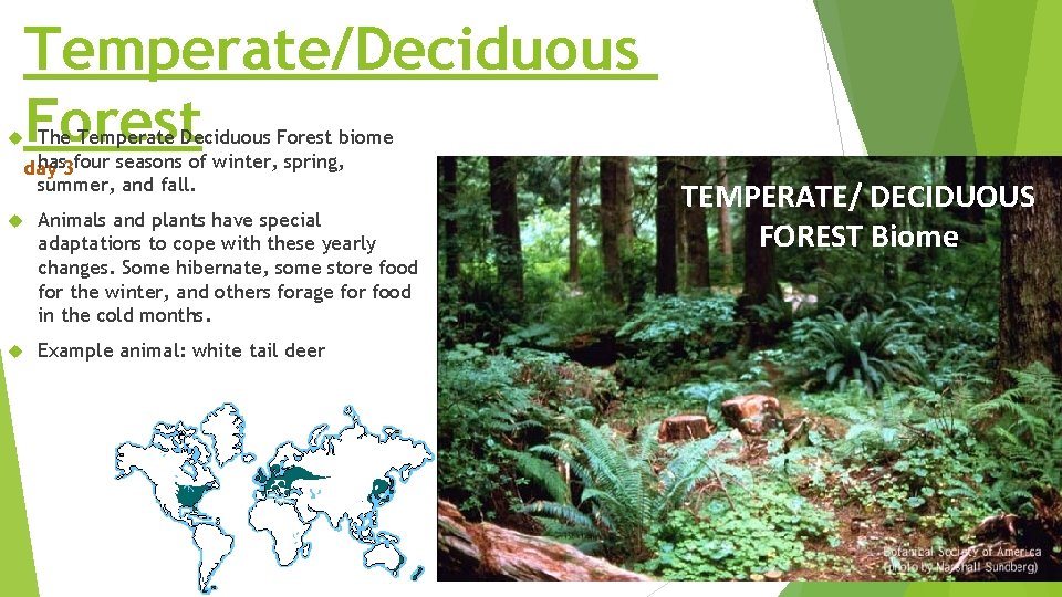 Temperate/Deciduous Forest The Temperate Deciduous Forest biome has 3 four seasons of winter, spring, Temperate/Deciduous Forest The Temperate Deciduous Forest biome has 3 four seasons of winter, spring,