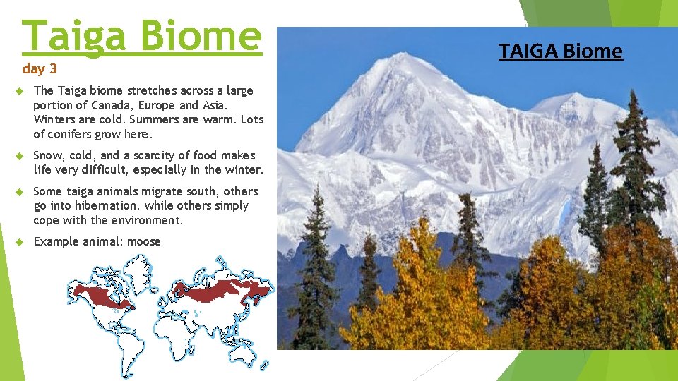 Taiga Biome day 3 The Taiga biome stretches across a large portion of Canada, Taiga Biome day 3 The Taiga biome stretches across a large portion of Canada,