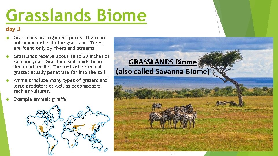 Grasslands Biome day 3 Grasslands are big open spaces. There are not many bushes Grasslands Biome day 3 Grasslands are big open spaces. There are not many bushes