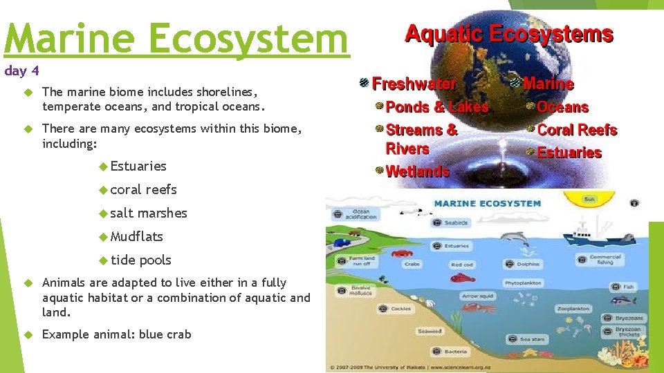 Marine Ecosystem day 4 The marine biome includes shorelines, temperate oceans, and tropical oceans. Marine Ecosystem day 4 The marine biome includes shorelines, temperate oceans, and tropical oceans.