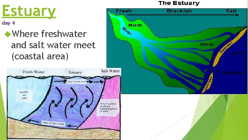 Estuary day 4 Where freshwater and salt water meet (coastal area) Estuary day 4 Where freshwater and salt water meet (coastal area)