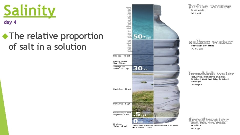 Salinity day 4 The relative proportion of salt in a solution Salinity day 4 The relative proportion of salt in a solution