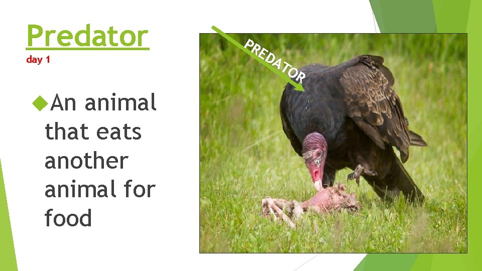 Predator day 1 An animal that eats another animal for food PR ED AT Predator day 1 An animal that eats another animal for food PR ED AT