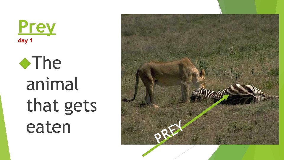 Prey day 1 The animal that gets eaten P Y E R Prey day 1 The animal that gets eaten P Y E R