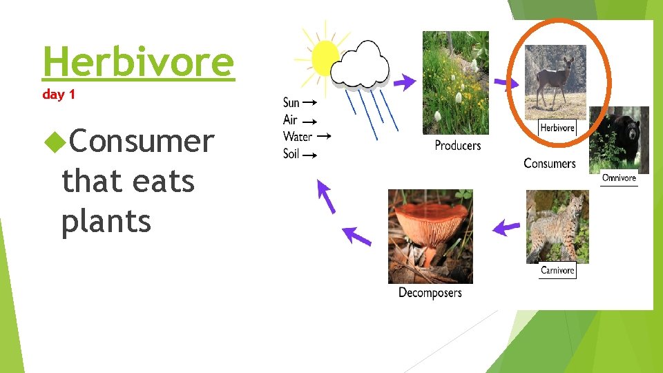 Herbivore day 1 Consumer that eats plants Herbivore day 1 Consumer that eats plants
