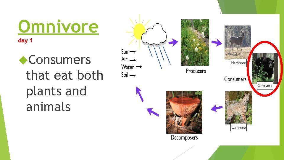 Omnivore day 1 Consumers that eat both plants and animals Omnivore day 1 Consumers that eat both plants and animals