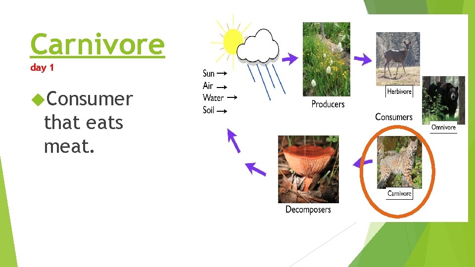 Carnivore day 1 Consumer that eats meat. Carnivore day 1 Consumer that eats meat.