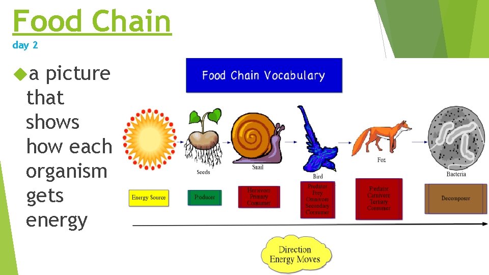 Food Chain day 2 a picture that shows how each organism gets energy Food Chain day 2 a picture that shows how each organism gets energy
