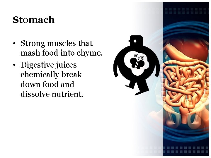 Stomach • Strong muscles that mash food into chyme. • Digestive juices chemically break