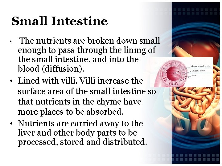 Small Intestine The nutrients are broken down small enough to pass through the lining