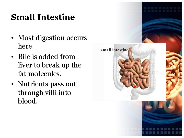 Small Intestine • Most digestion occurs here. • Bile is added from liver to