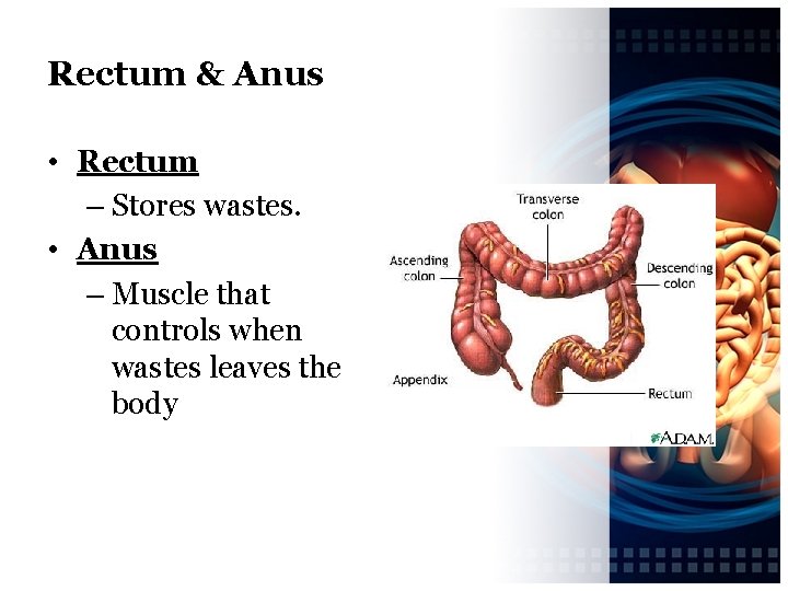 Rectum & Anus • Rectum – Stores wastes. • Anus – Muscle that controls