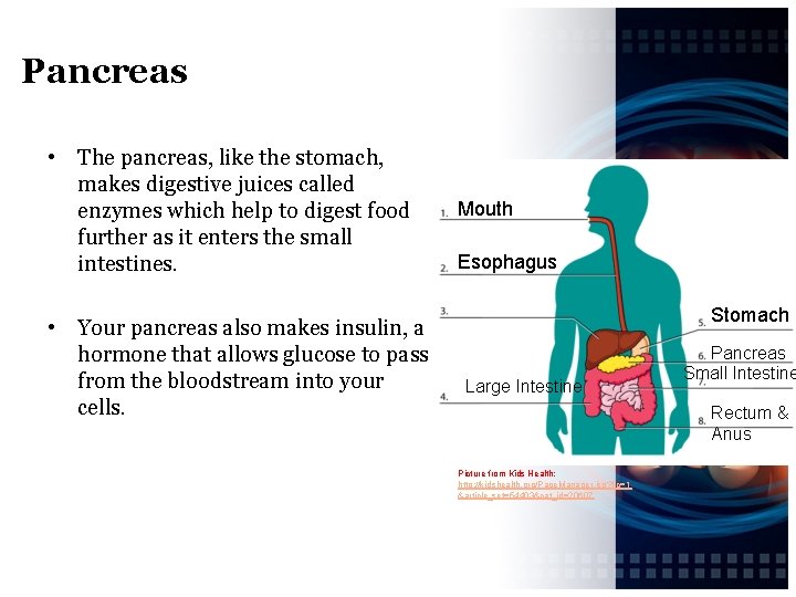 Pancreas • The pancreas, like the stomach, makes digestive juices called enzymes which help