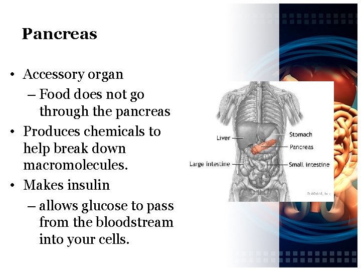 Pancreas • Accessory organ – Food does not go through the pancreas • Produces