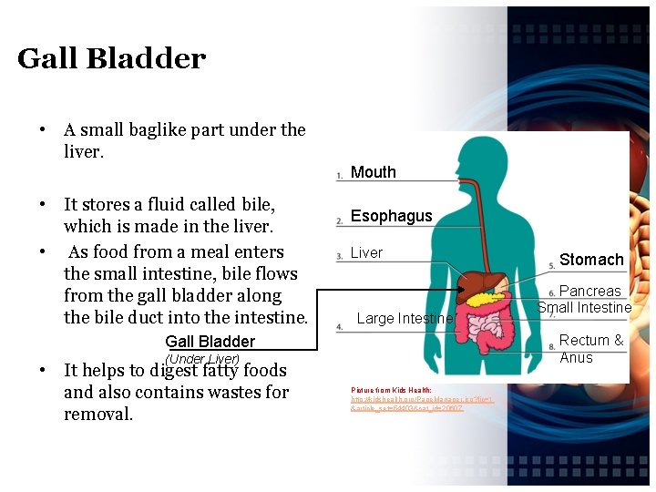 Gall Bladder • A small baglike part under the liver. Mouth • It stores