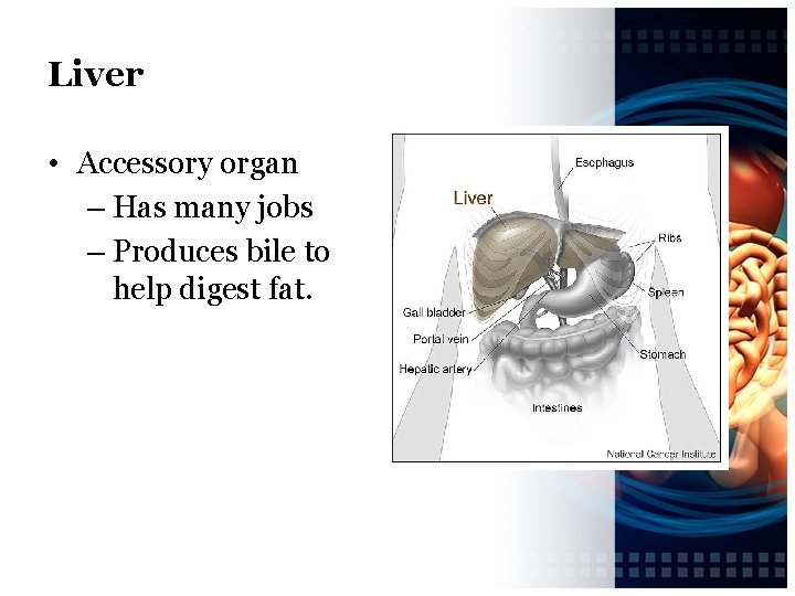 Liver • Accessory organ – Has many jobs – Produces bile to help digest