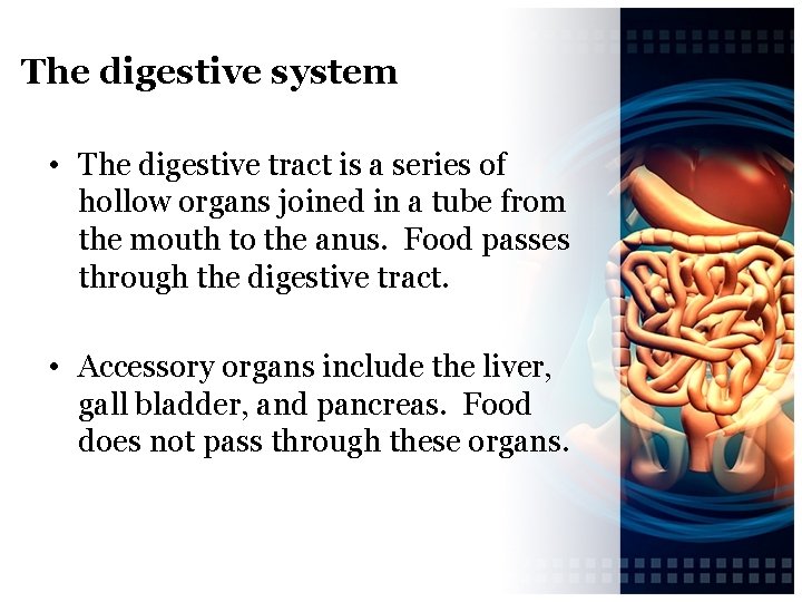 The digestive system • The digestive tract is a series of hollow organs joined