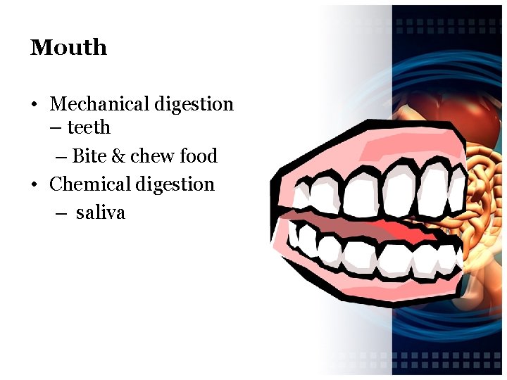 Mouth • Mechanical digestion – teeth – Bite & chew food • Chemical digestion