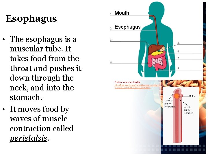 Esophagus Mouth Esophagus • The esophagus is a muscular tube. It takes food from