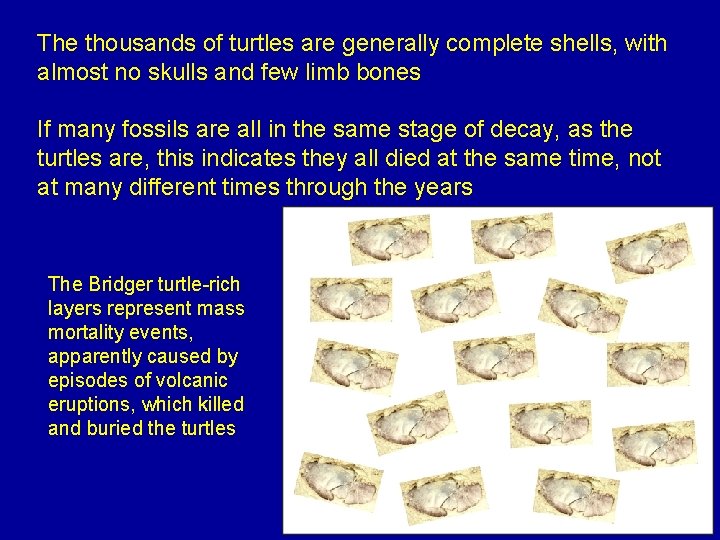 The thousands of turtles are generally complete shells, with almost no skulls and few