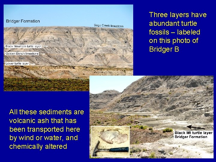Three layers have abundant turtle fossils – labeled on this photo of Bridger B
