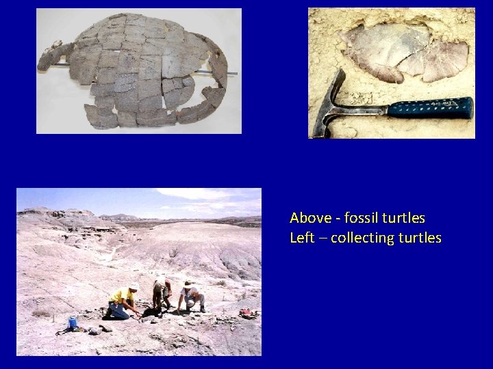 Above - fossil turtles Left – collecting turtles 