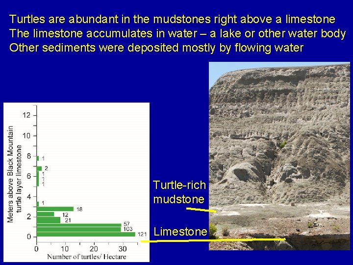 Turtles are abundant in the mudstones right above a limestone The limestone accumulates in