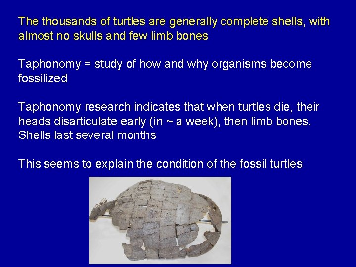 The thousands of turtles are generally complete shells, with almost no skulls and few