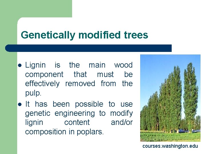 Genetically modified trees l l Lignin is the main wood component that must be Genetically modified trees l l Lignin is the main wood component that must be