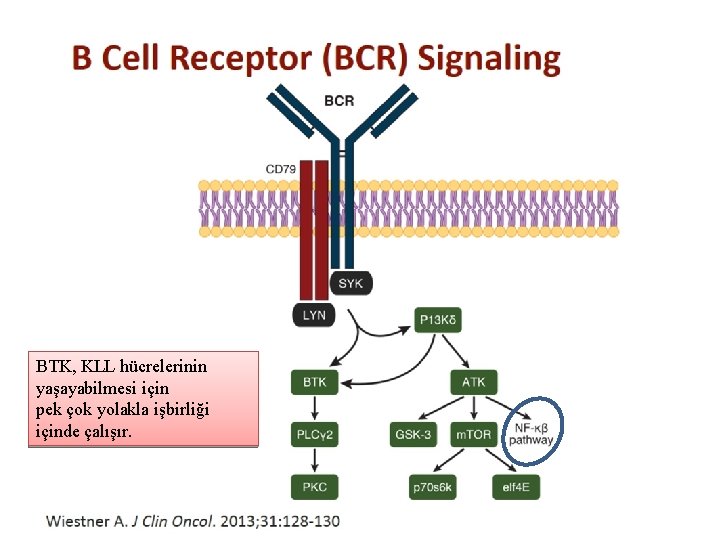 BTK, KLL hücrelerinin yaşayabilmesi için pek çok yolakla işbirliği içinde çalışır. 