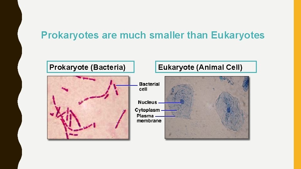 Prokaryotes are much smaller than Eukaryotes Prokaryote (Bacteria) Eukaryote (Animal Cell) 