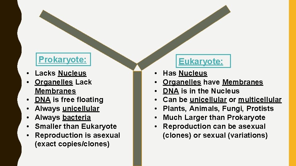 Prokaryote: • Lacks Nucleus • Organelles Lack Membranes • DNA is free floating •