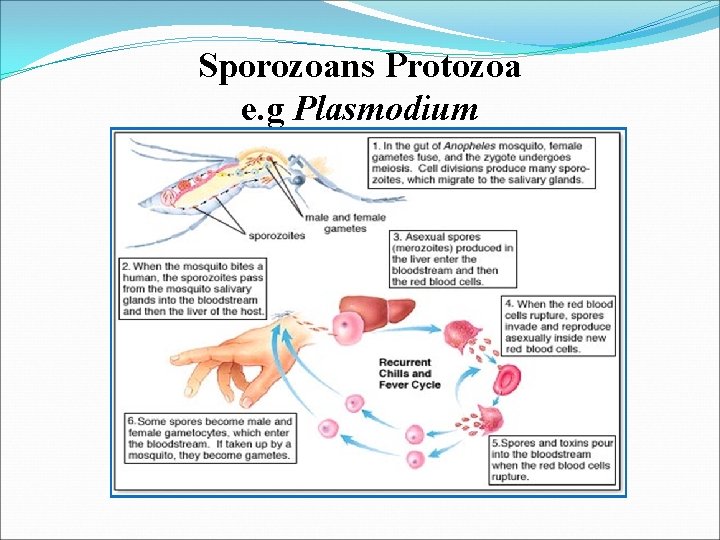 Sporozoans Protozoa e. g Plasmodium 