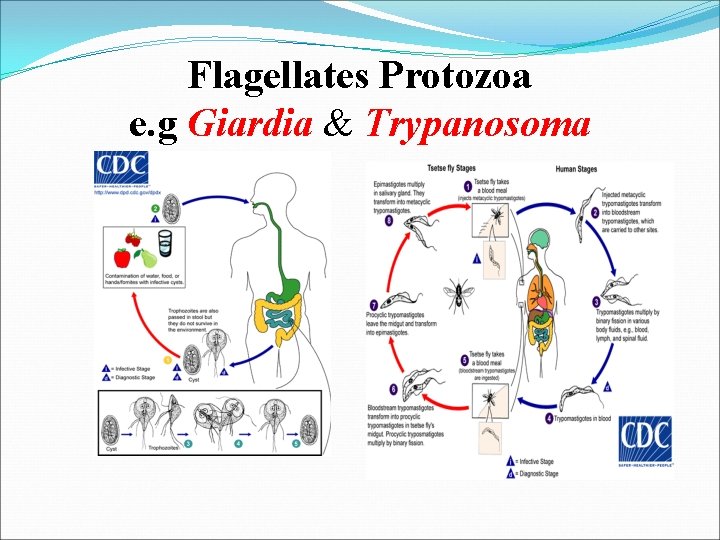 Flagellates Protozoa e. g Giardia & Trypanosoma 