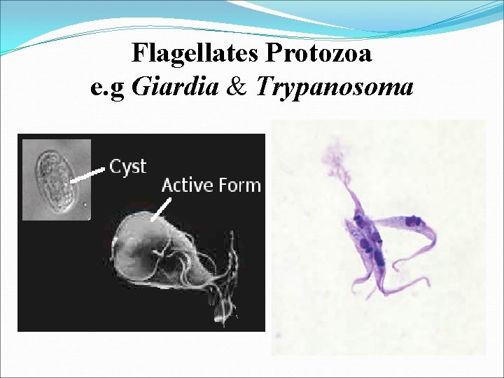 Flagellates Protozoa e. g Giardia & Trypanosoma 