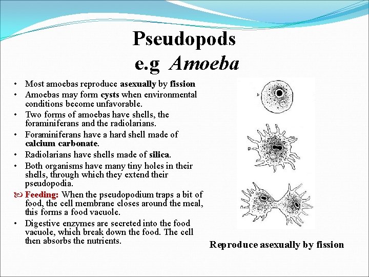 Pseudopods e. g Amoeba • Most amoebas reproduce asexually by fission • Amoebas may