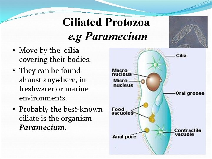 Ciliated Protozoa e. g Paramecium • Move by the cilia covering their bodies. •