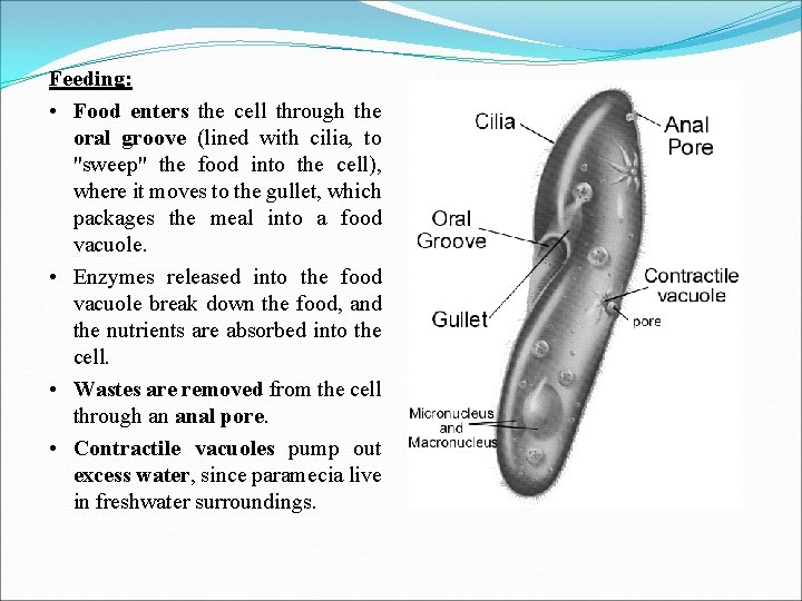 Feeding: • Food enters the cell through the oral groove (lined with cilia, to