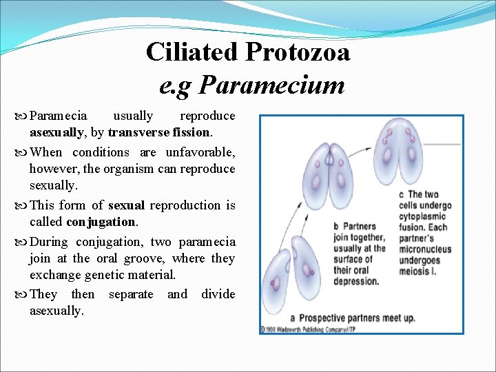 Ciliated Protozoa e. g Paramecium Paramecia usually reproduce asexually, by transverse fission. When conditions