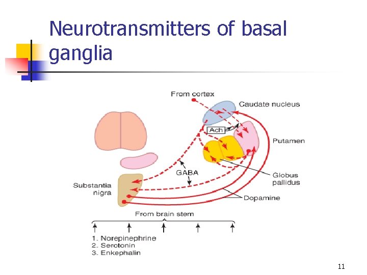 Neurotransmitters of basal ganglia 11 